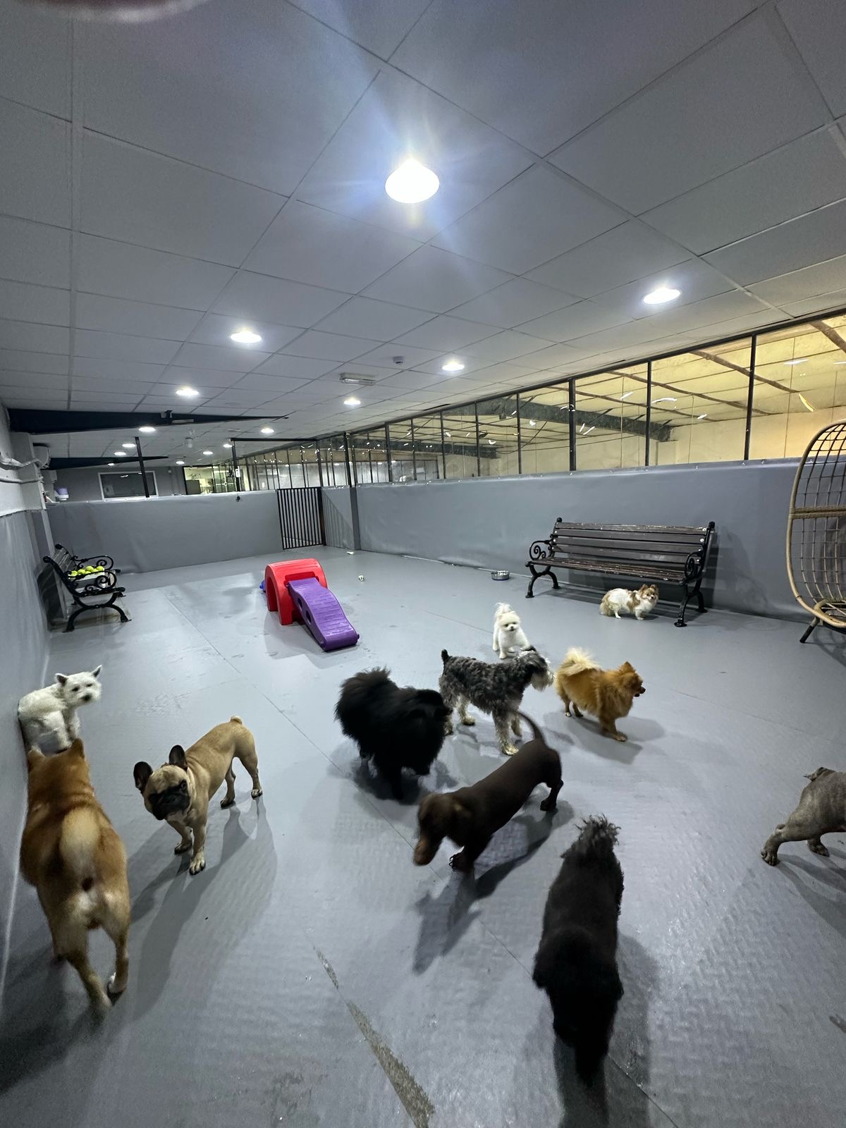 Bruno’s Play Center staff assisting with convenient pick-up and drop-off for dogs