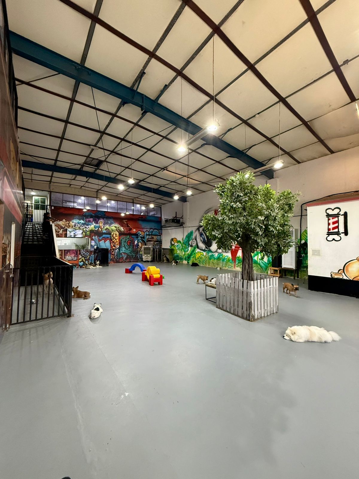 dogs enjoying a spacious, kennel-free environment