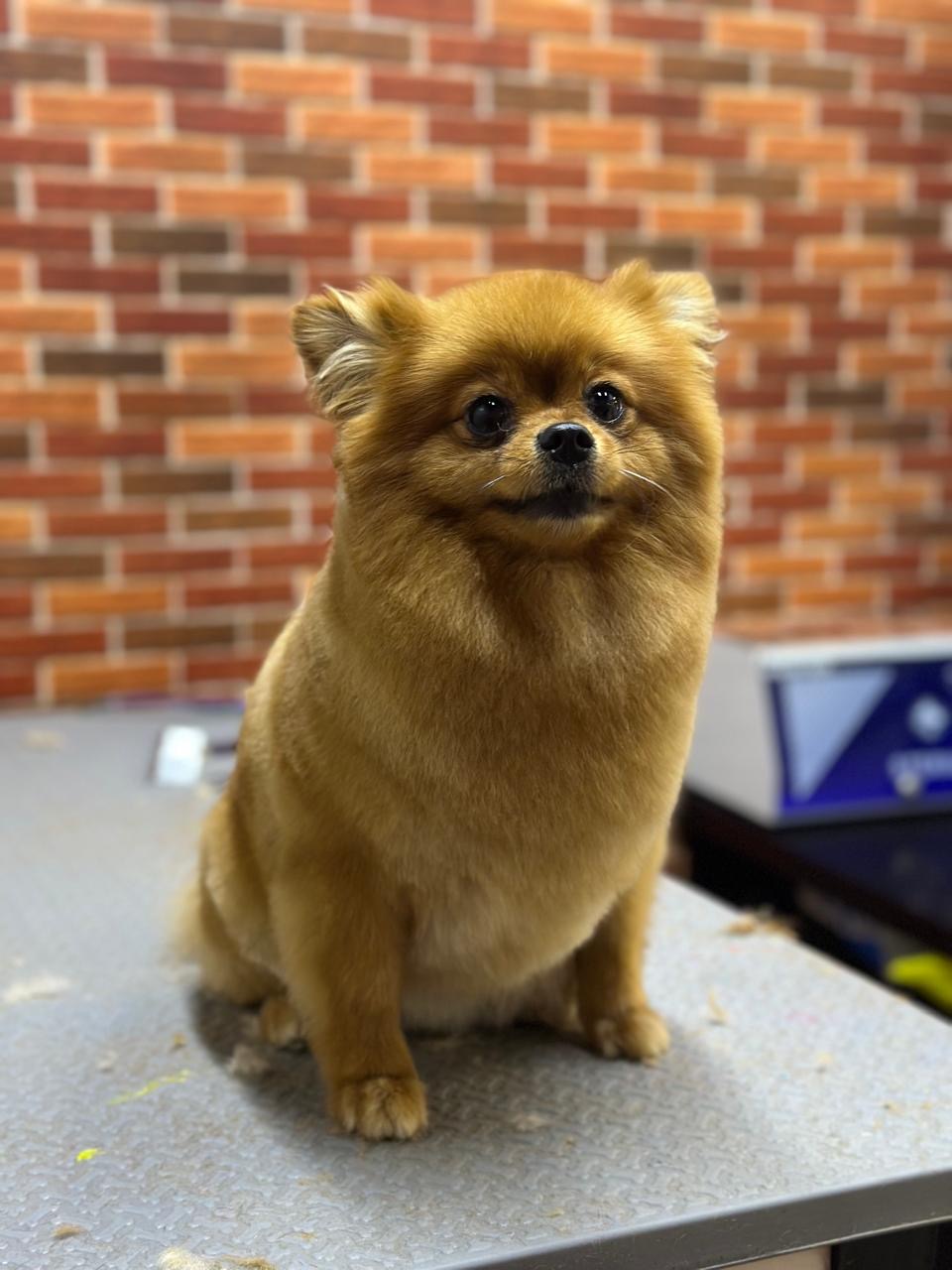 grooming session of a Yorkshire Terrier at Bruno’s Play Center