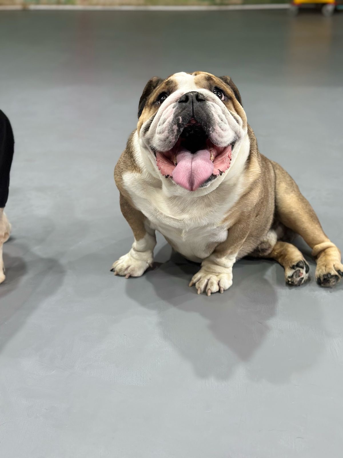 doing teeth brushing for a dog at Bruno’s Play Center