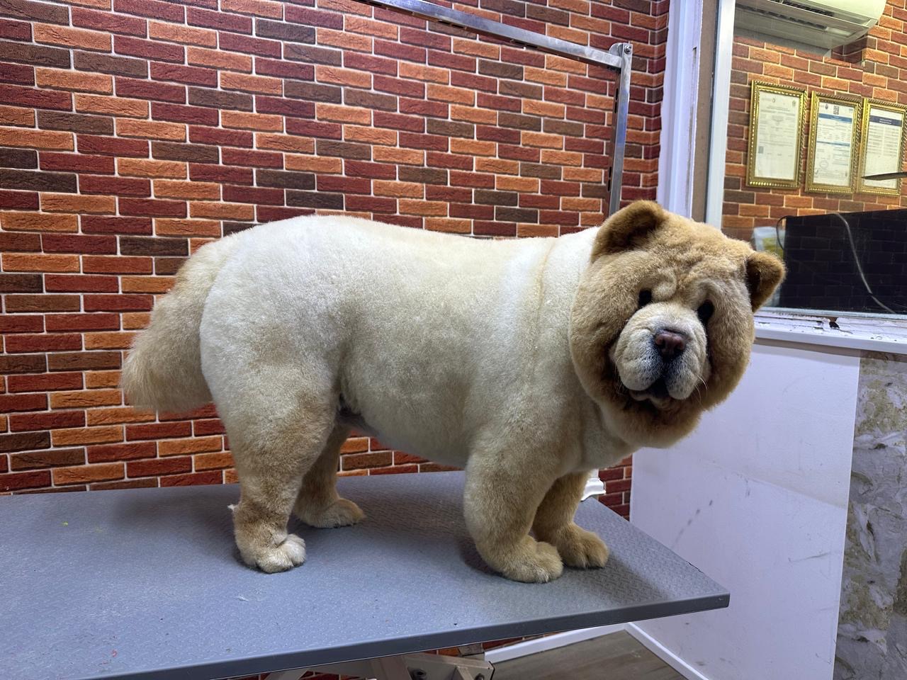 full grooming session for a dog at Bruno’s Play Center