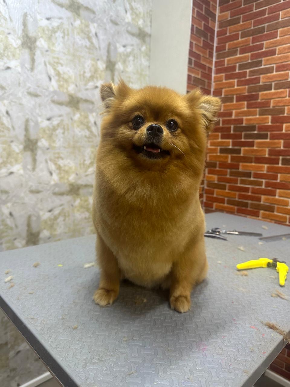 professional dog groomer at Bruno’s Play Center clipping nails of a small dog