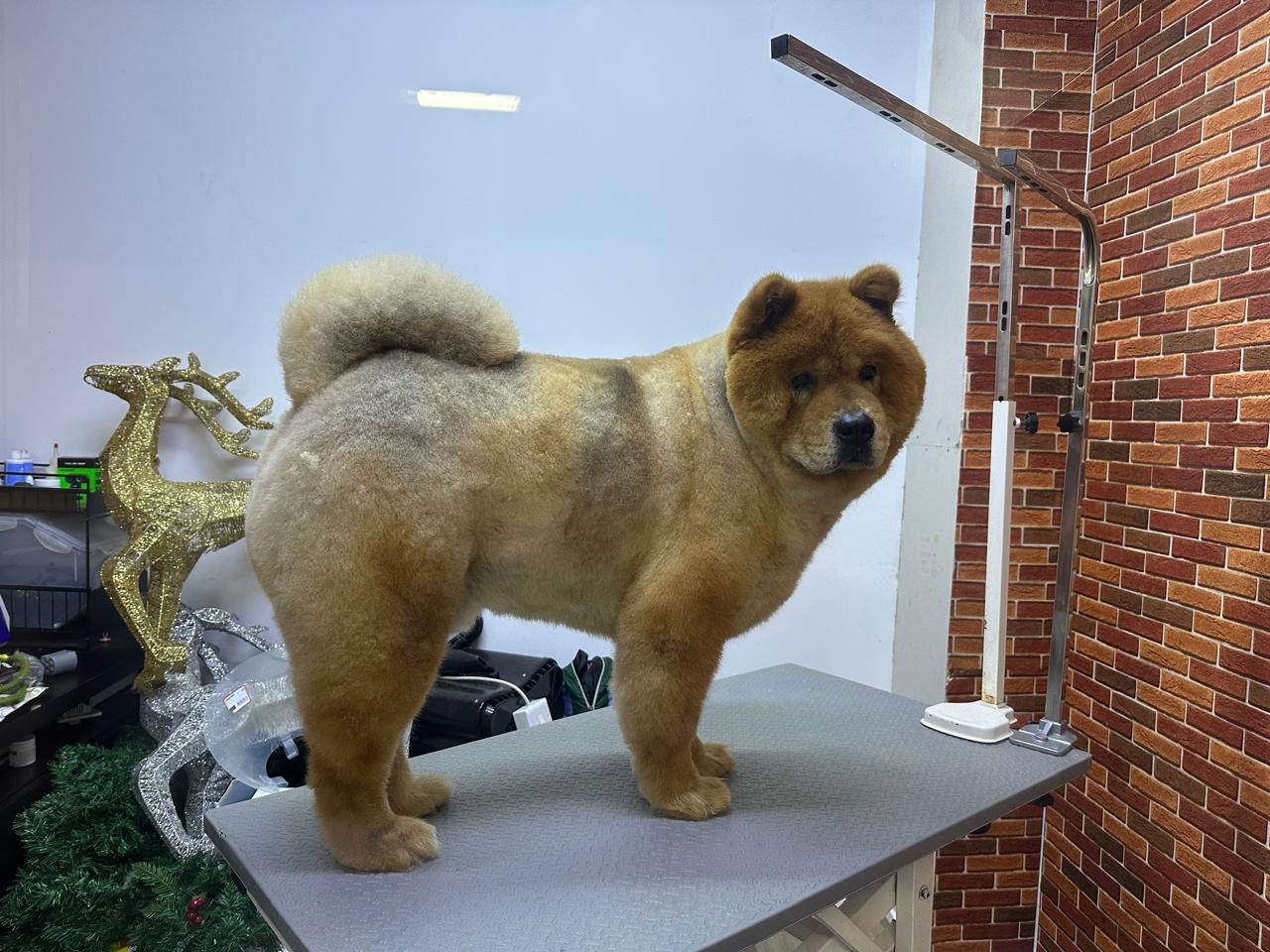 doing wash and dry for a Welsh Corgi